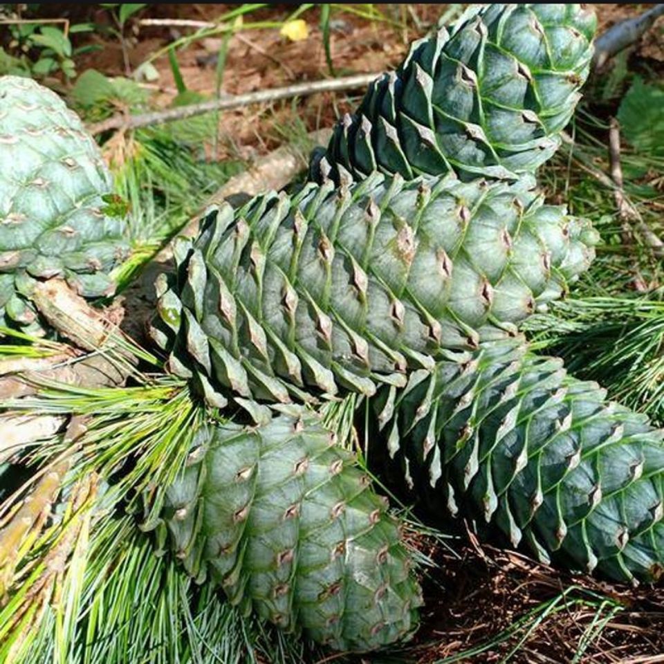 新货新鲜松子野生贵州绿松塔云南青松果坚果华山松子松鼠粮食