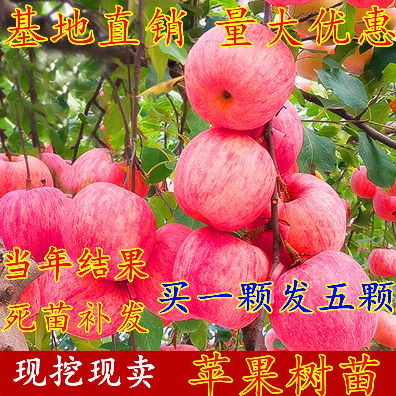 苹果树苗红富士嫁接苹果苗冰糖心苹果树苗盆栽地栽苹果树当年结果