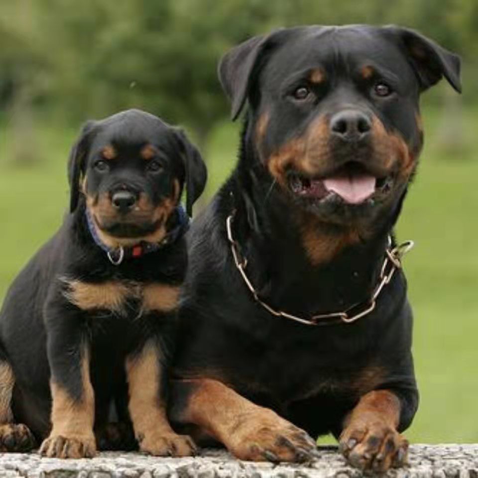 罗威纳幼犬纯种德国警犬罗威纳犬护卫犬猎狗赛级虎头宠物狗活物【3月