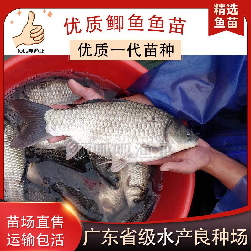 鲫鱼苗白鲫高背土鲫工程湘云鲫银鲫鲤中科鲫鱼苗饲料淡水养殖活体【2