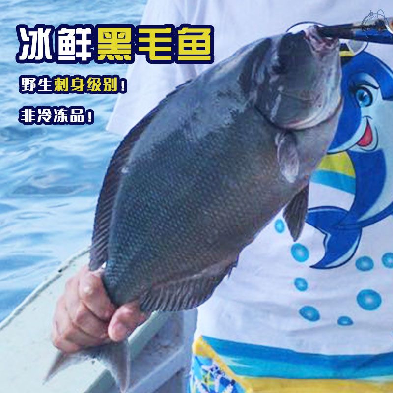 东海海钓深海鱼黑毛鱼整条刺身料理海鲜冰鲜菜毛瓜子鱲1条整鱼【3月4