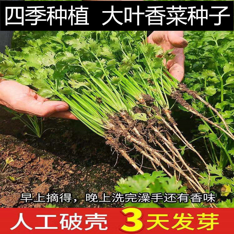 四季小香菜种子阳台室内花卉盆栽小香菜蔬菜种子四季可播种种籽
