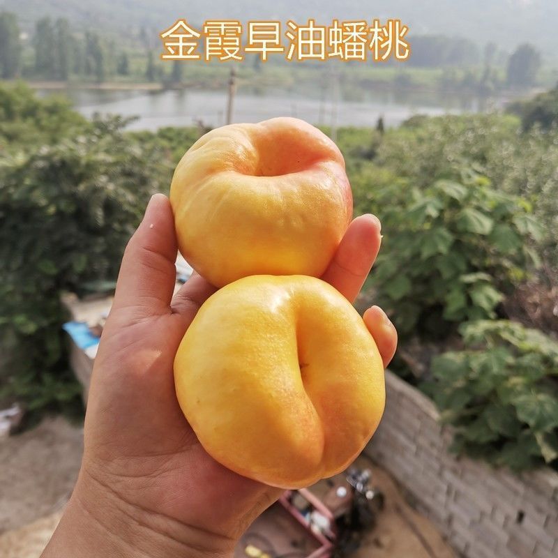 早熟金霞油蟠桃树苗嫁接早金霞蟠桃苗盆栽地栽黄金蟠桃苗当年结果