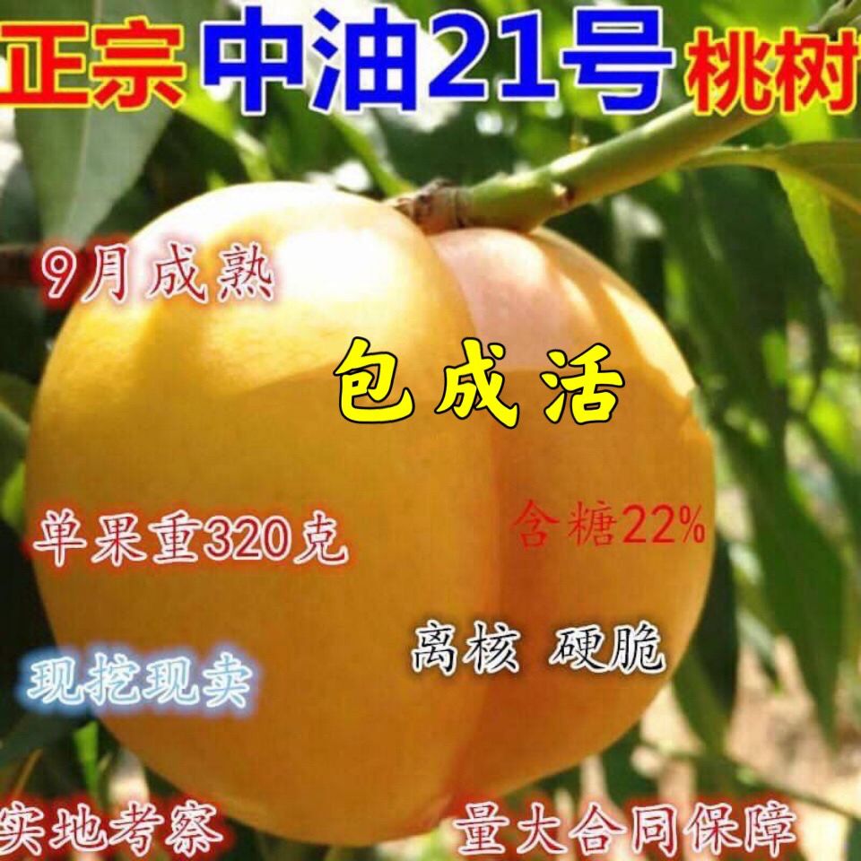 晚熟黄肉油桃树新品种中油21号桃树苗大果子9月中旬成熟特甜