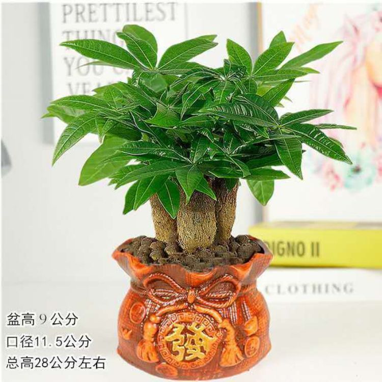 发财树盆栽室内客厅桌面绿植吸甲醛植物小盆景大发财树苗招财树