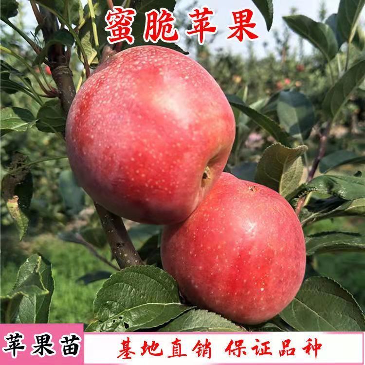 新品种美国蜜脆苹果树苗盆地栽红富士蜜脆苹果嫁接苗南方北方种植