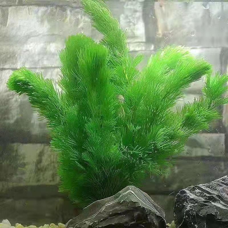 蜈蚣草耐低温懒人真水草新手好养活后景鱼缸装饰植物增氧净化水质 虎窝拼