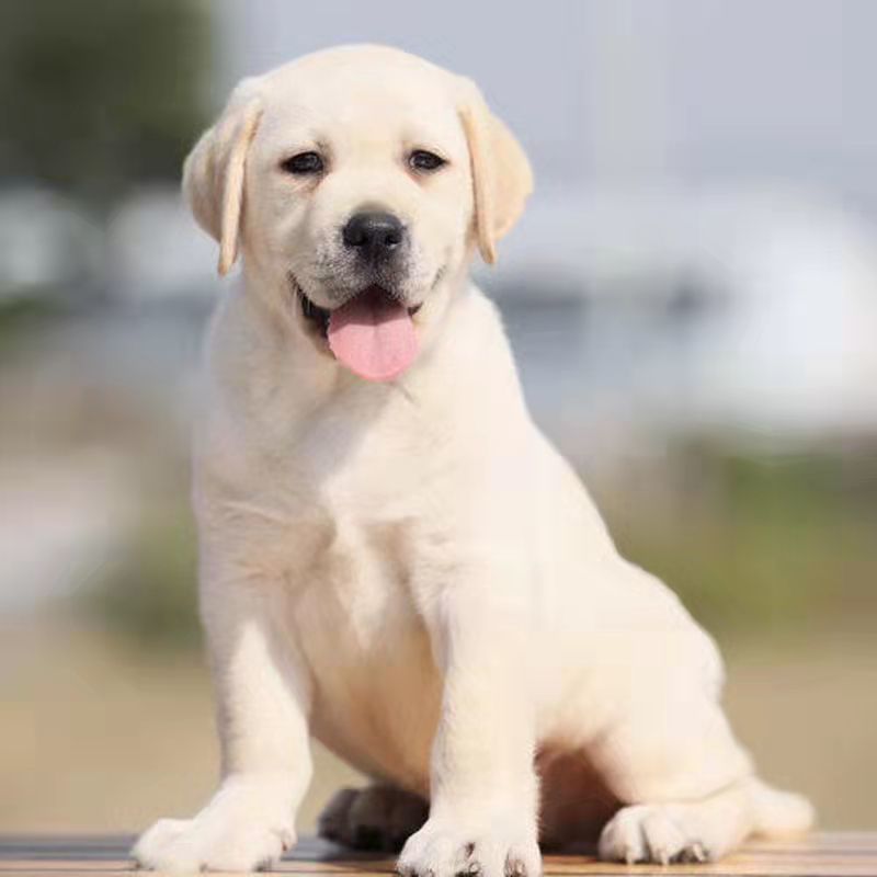 纯种拉布拉多幼犬活体导盲犬神犬小七幼崽听话温顺宠物狗【3月7日发完