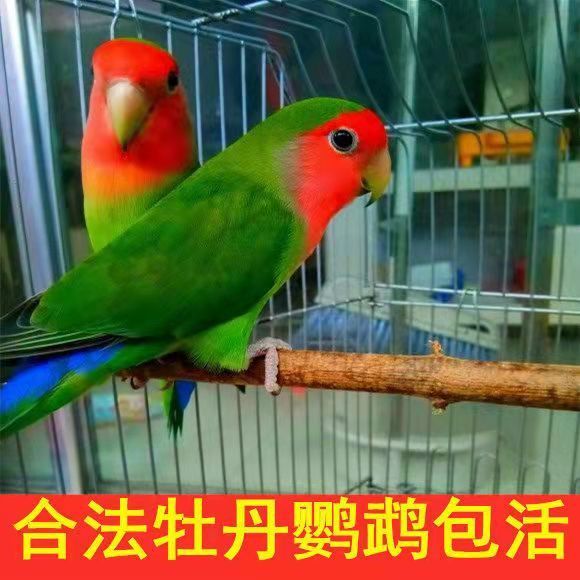牡丹鹦鹉鸟活体黄桃绿桃鹦鹉一对繁殖成年鹦鹉小鸟手养观赏鸟包邮【1