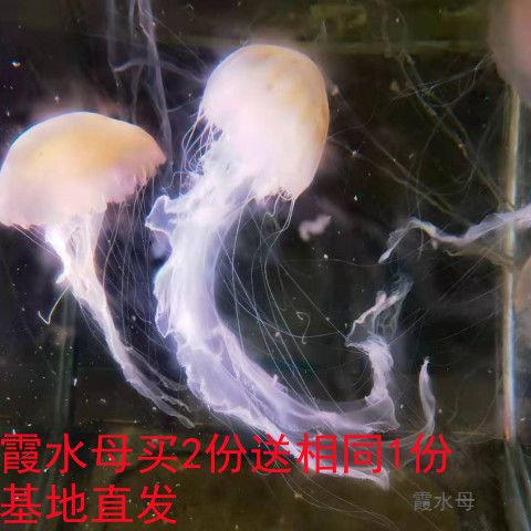 霞水母活物活体宠物海水好养桌面水族造景观赏水母买2份送相同1份