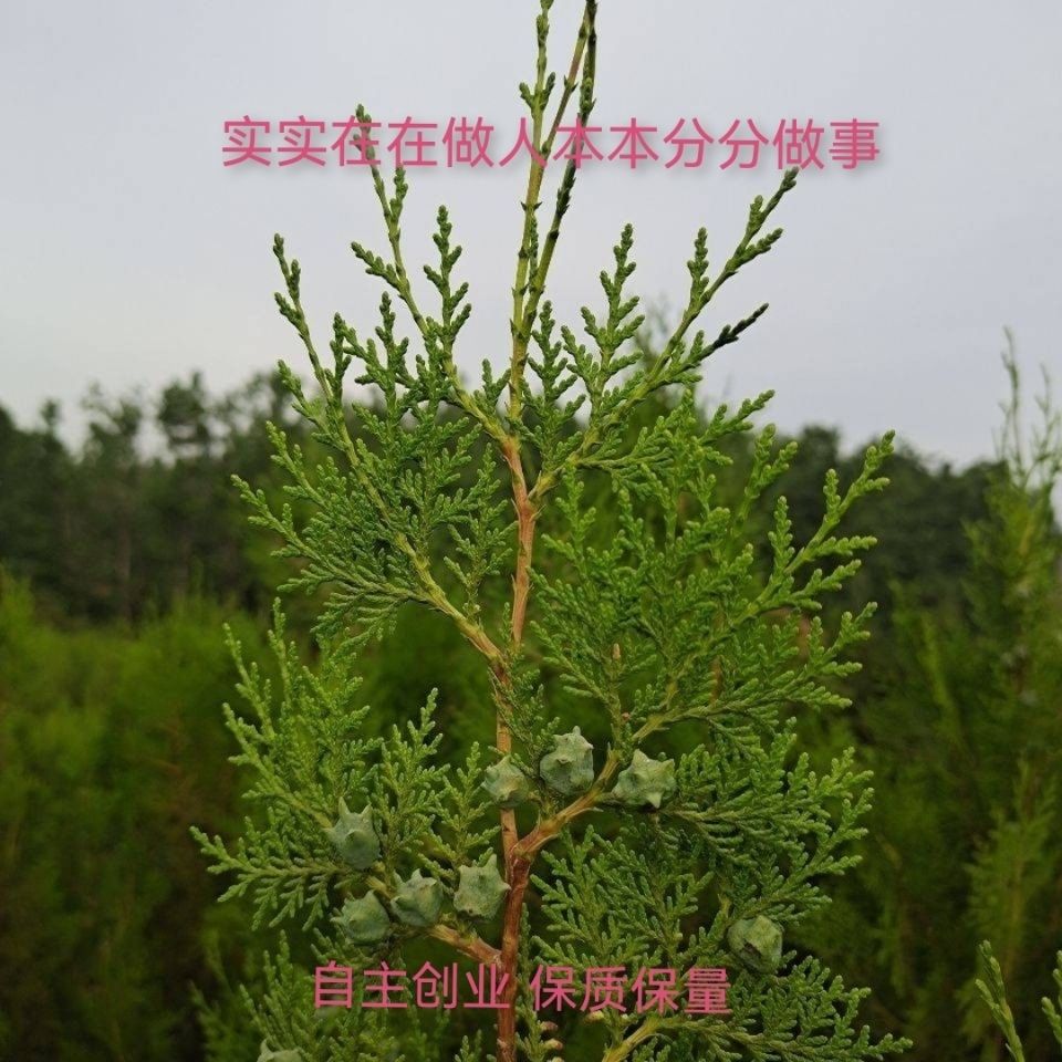 侧柏苗柏树苗侧柏苗扁柏柏木苗圆柏苗香柏苗墓地柏树苗