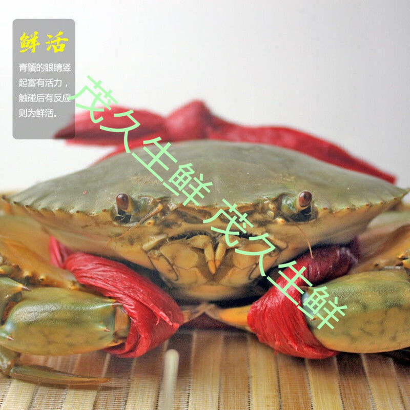 鲜活青蟹野生红膏蟹红鲟海蟹公母活体海鲜水产超大螃蟹顺丰批发