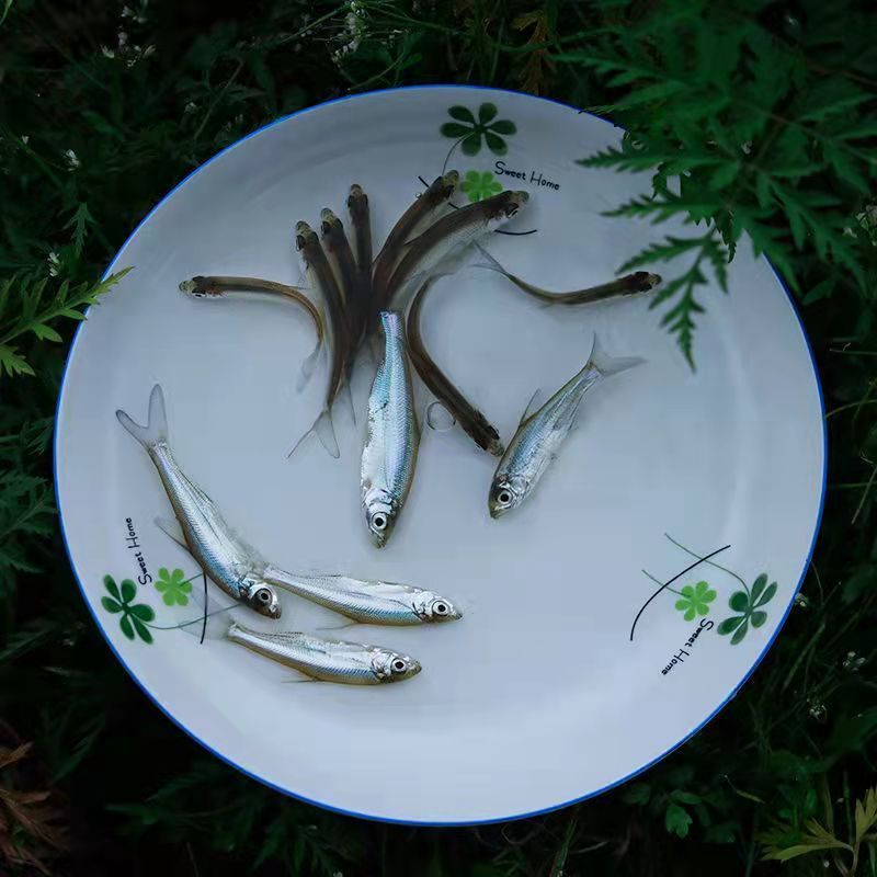 翘嘴鱼苗正宗米翘大型翘壳翘嘴巴翘鲌子白鱼大白刁白丝鱼淡水鱼苗