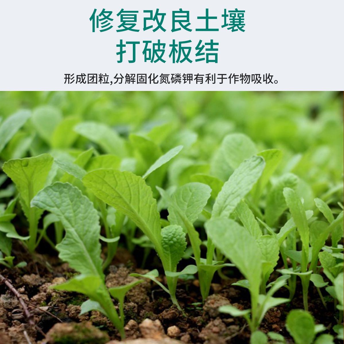 通用花肥料 通用型花卉肥料养花专用肥料家用万能有机复合缓释肥