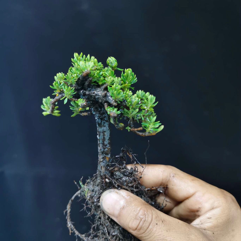 米叶橙花瑞香 小老桩 造型随机发货 冬天叶片紫红色 绿植花卉盆栽