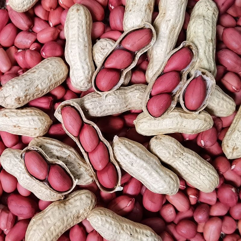 红皮花生米带壳生新鲜货2025年晒干花生批发价