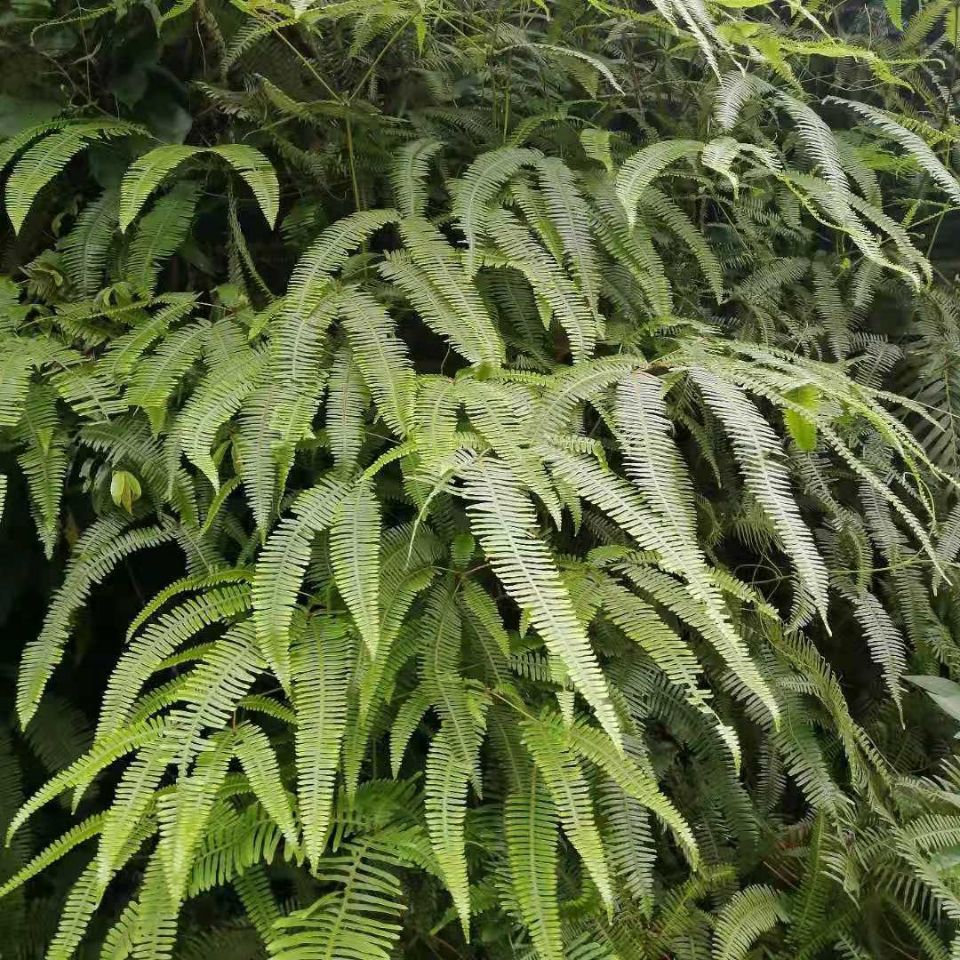 广西深山野生芒萁新鲜草芒山蕨铁狼萁铁芒萁芒仔山芒萁骨根中药材【3