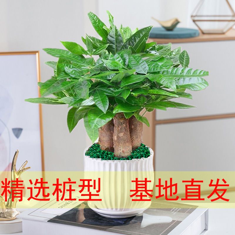 发财树盆栽植物室内小盆栽招财四季常青办公桌水培好养易活花卉绿
