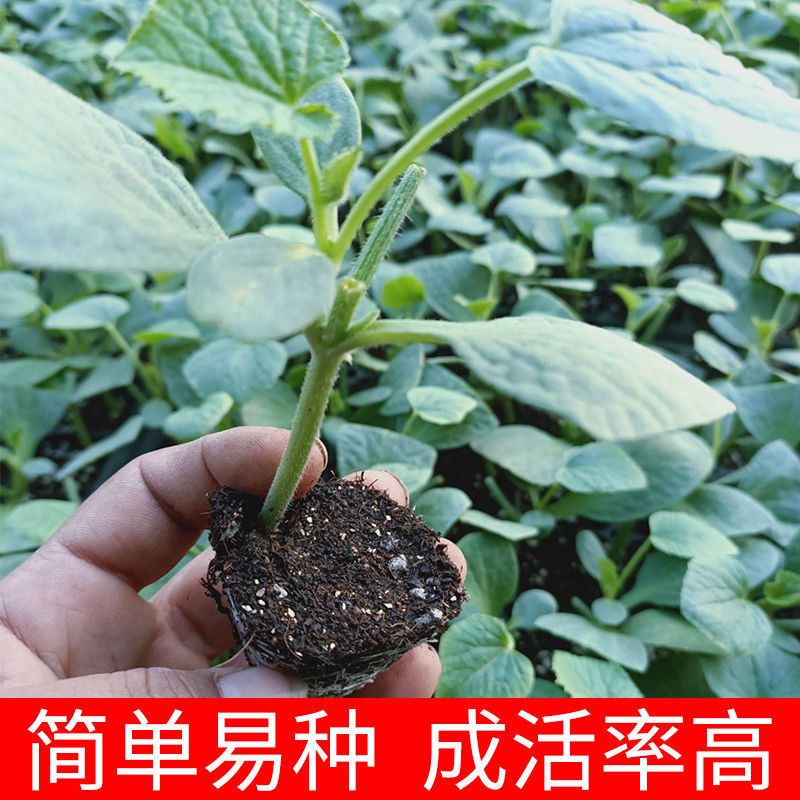 甜瓜苗子种孑种子嫁接盆栽苗秧羊角蜜甜瓜种籽苗子瓜苗水果羊角脆