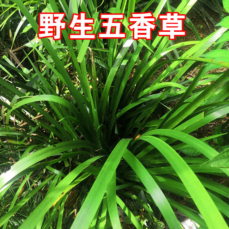 新鲜五香草现挖山奈草野生三奈随手香火锅去腥香料茴香草菖蒲带根