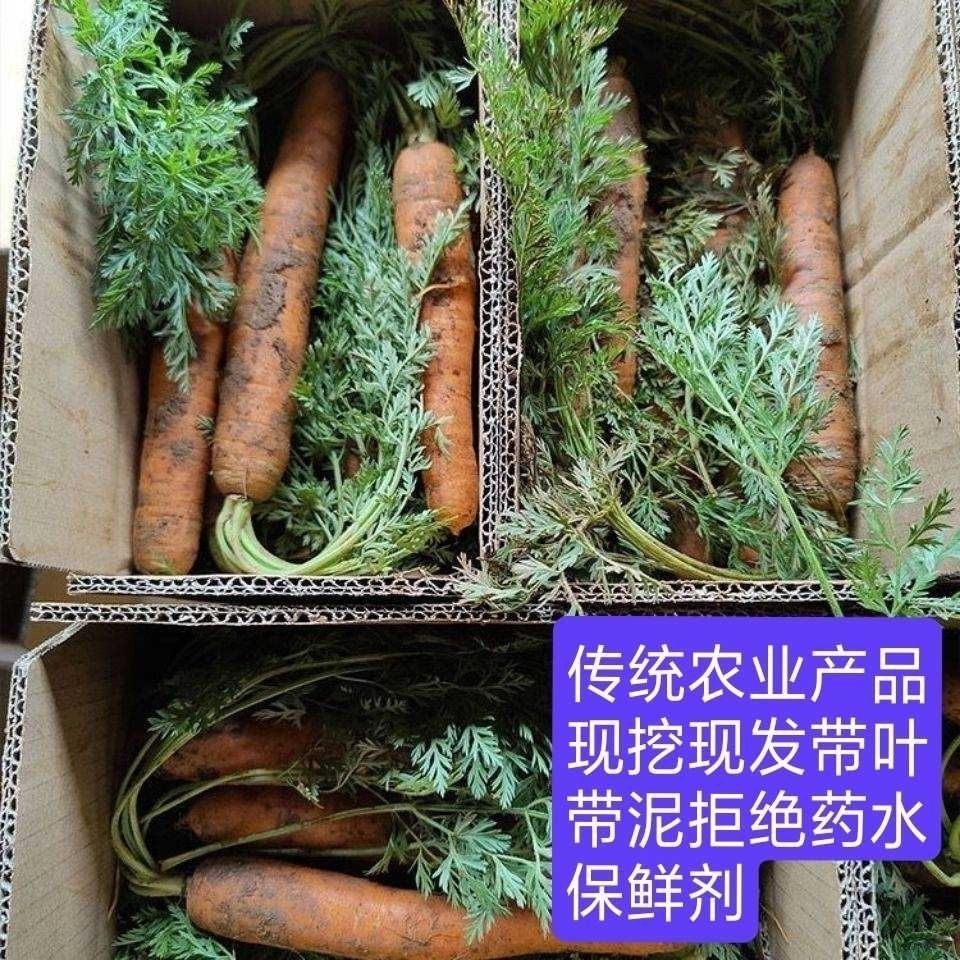 农家种农村非转基因甜脆土胡萝卜云南露天新鲜红萝卜带叶子带泥发