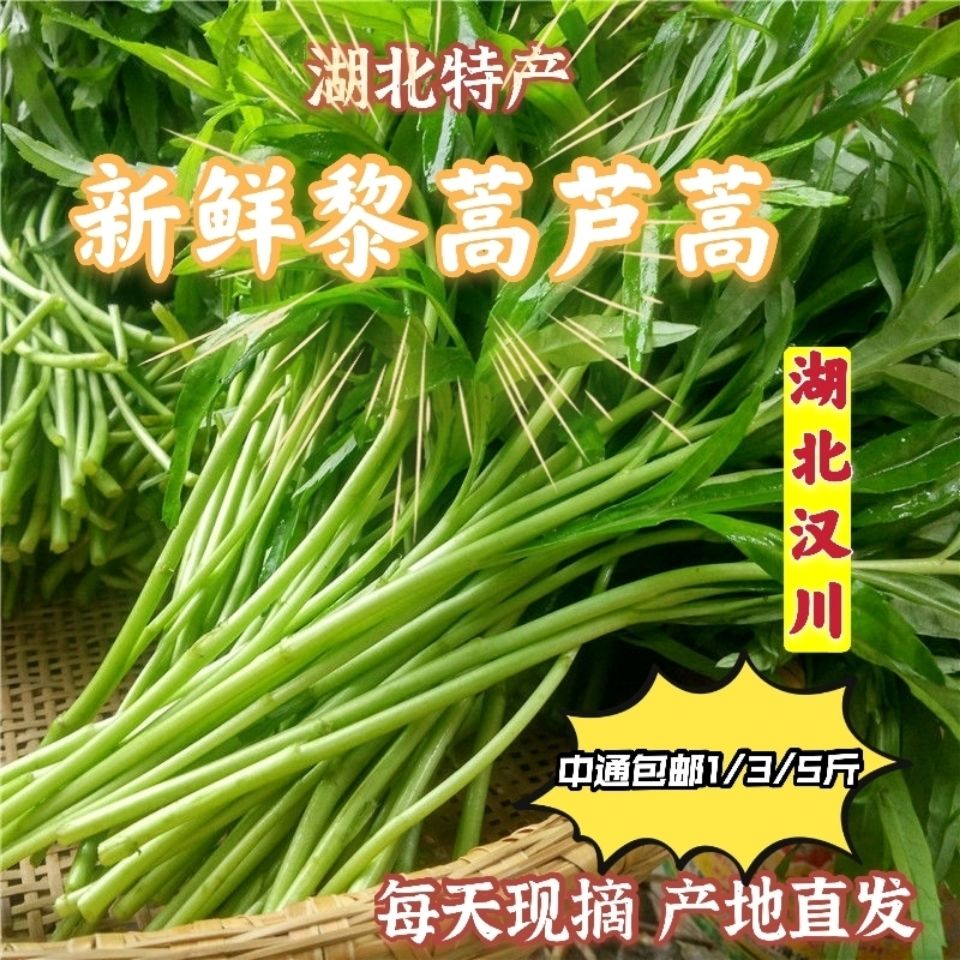 湖北特产芦蒿野菜藜蒿农家自种时令蔬菜泥蒿现采新鲜芦蒿去根带叶