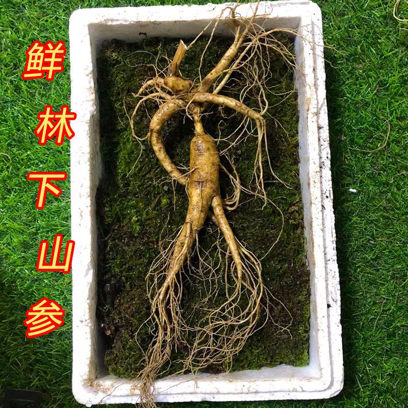 新鲜林下参长白山野山参东北特产野生老山参泡酒叁鲜人参移山参