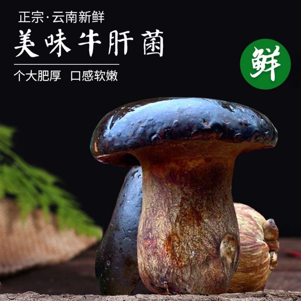 黑牛肝菌野生云南省特产新鲜菌子野生菌类新鲜蔬菜食用鲜菌菇包邮