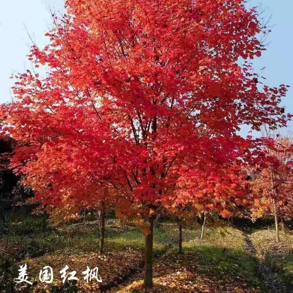 美國紅楓日本紅楓中國紅楓樹苗小苗盆栽地栽庭院四季紅綠化樹木拼團中