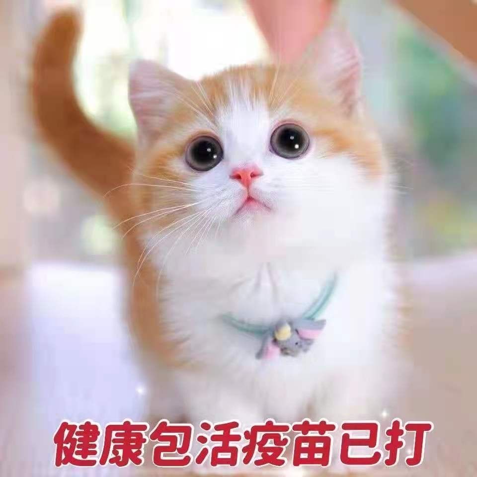 猫咪活物橘猫狸花猫纯黑猫纯白猫长毛狮子猫活体幼崽小猫咪幼猫 虎窝拼