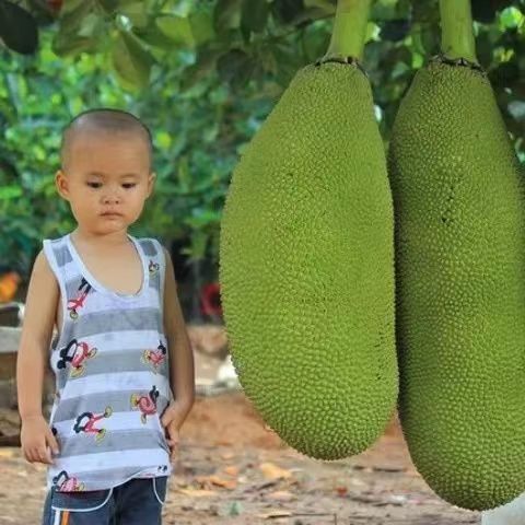 105789-坏果包赔海南菠萝蜜一整个批发价孕妇当季新鲜水果黄心波萝蜜包邮-详情图