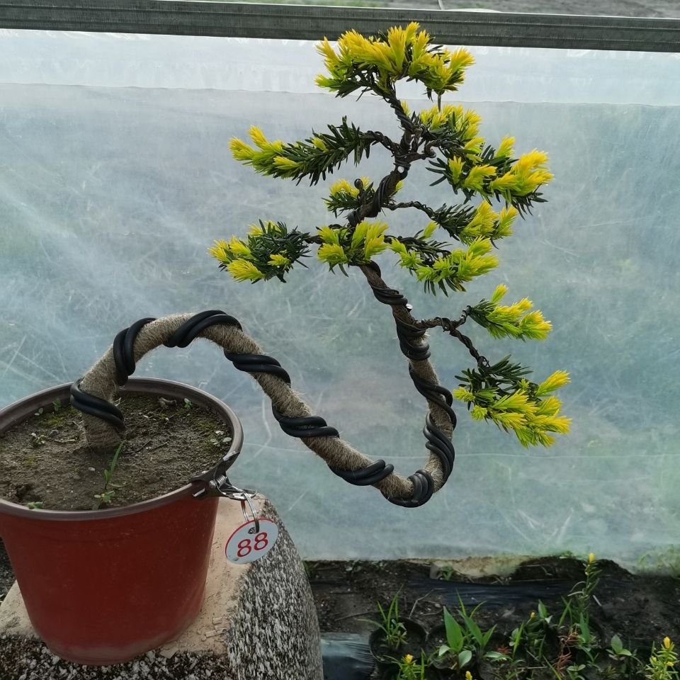 金叶红豆杉造型盆景,