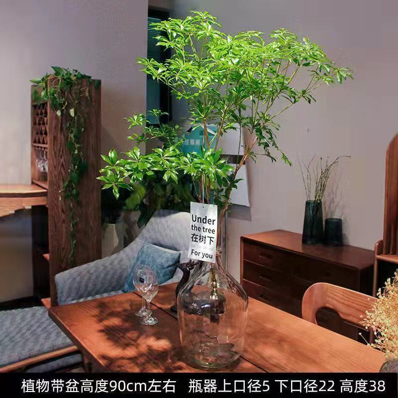 精品马醉木懒人水培植物鲜切吊钟枝条简约风室内客厅装饰绿植摆件