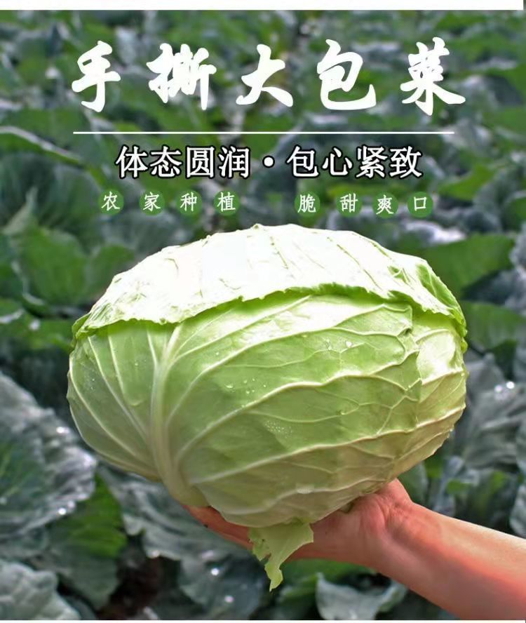 包菜新鲜10斤莲花白生吃卷心菜绿色甘蓝圆白菜蔬菜平铁头2斤