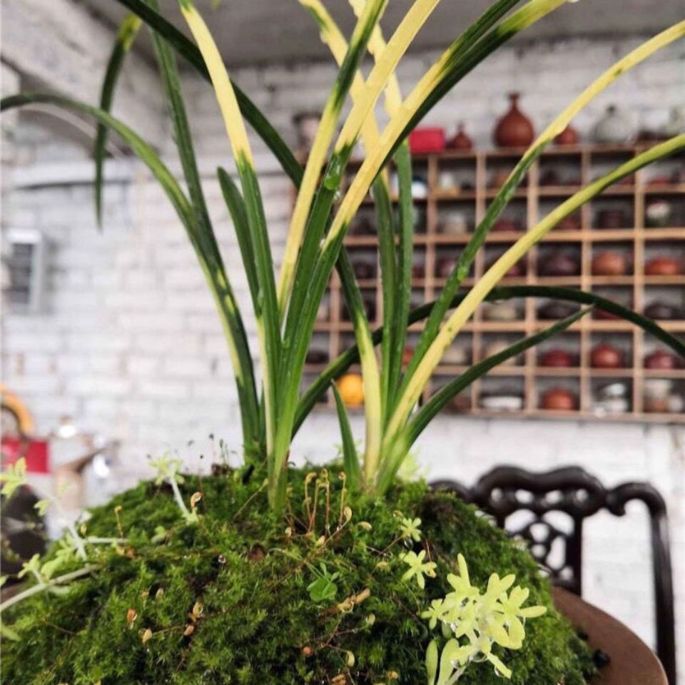 蕙兰艺草 黄龙云海 大花草盆栽室内绿植花卉好养四季开花客厅大盆