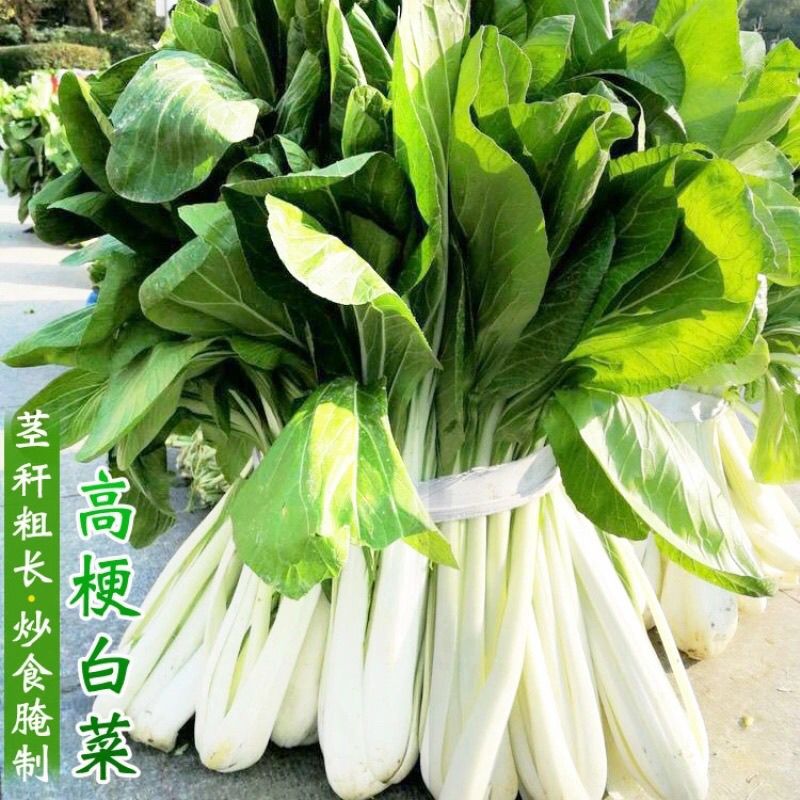 新鲜蔬菜长梗高杆白菜高脚白菜现摘青菜农家自种蔬菜绿叶菜