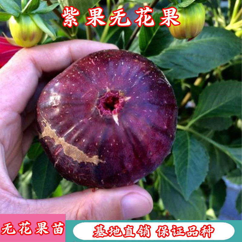 新品种日本紫果无花果树苗南北方种植特大红心无花果苗当年结果