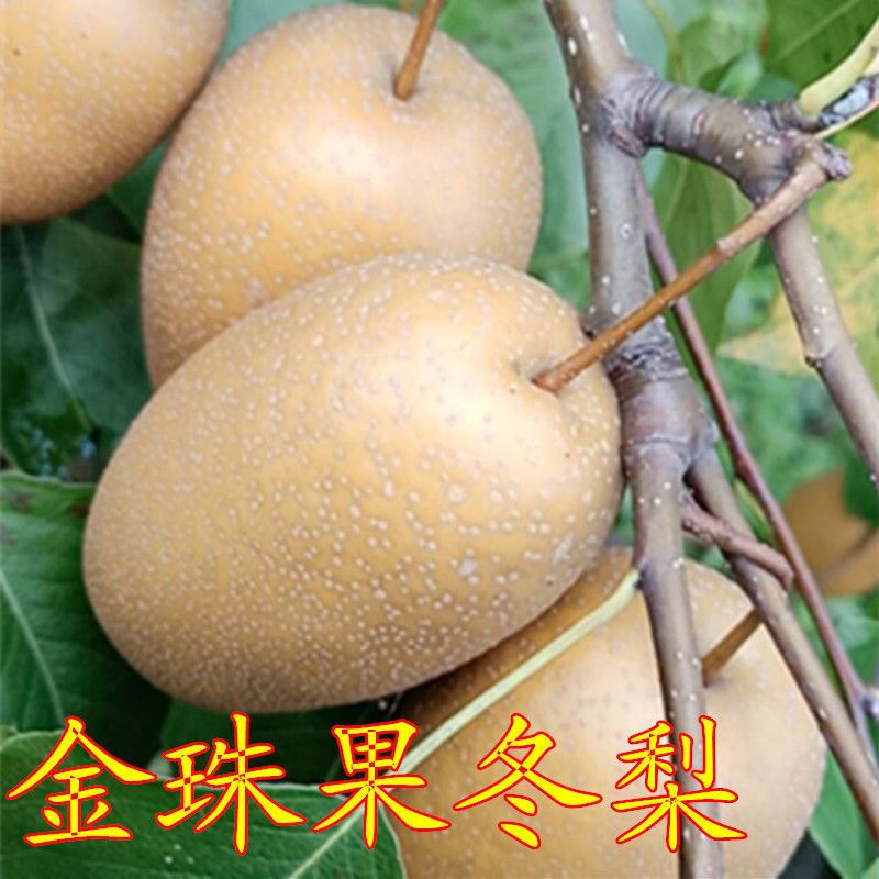 金珠果冬梨树苗嫁接庭果树苗盆栽地栽苗南方北方种植当年结果苗