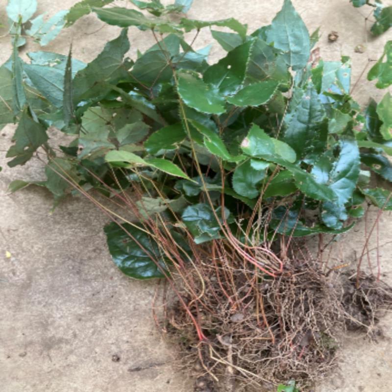 淫羊藿贵州新鲜中草药材仙灵脾三枝九叶草三角莲全株干货500克