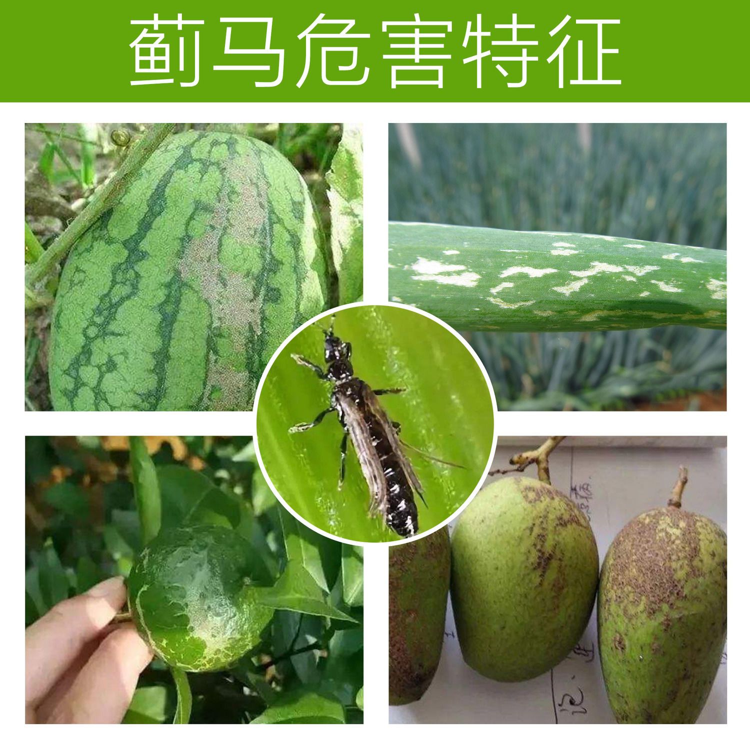 虫螨腈抗性蓟马药茄子蓟马辣椒芒果柑橘蓟马杀虫剂联苯多杀霉素 虎窝拼