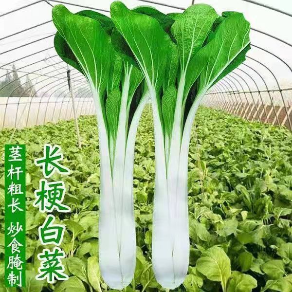 高杆长杆高梗白菜种子四季青菜种子小白菜种籽阳台盆栽大田蔬菜种