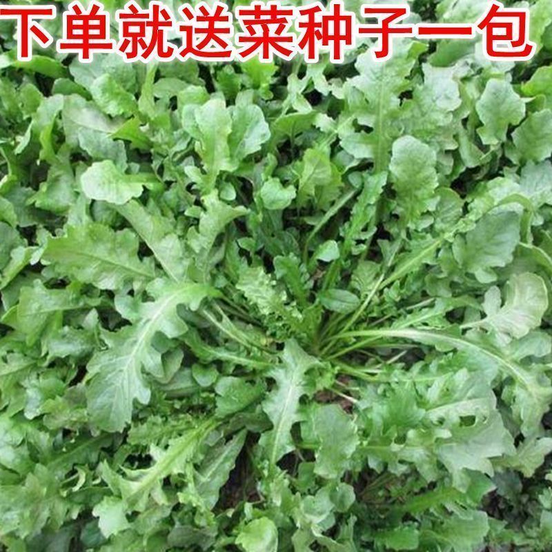野生大叶荠菜种籽荠菜种子阳台地菜四季盆栽蔬菜孑苗大全野菜种子