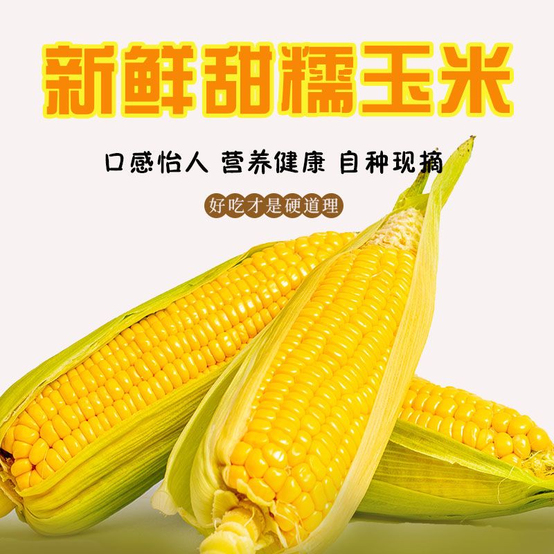 105931-正宗山西黄糯玉棒真空包装白糯玉米早餐代餐即食粘玉米熟黏玉米-详情图