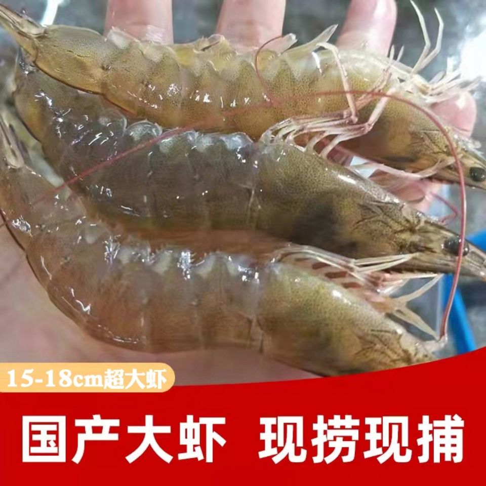 【精品国产大虾】鲜活新鲜盐冻大虾特大虾对虾基围虾海捕大虾批发