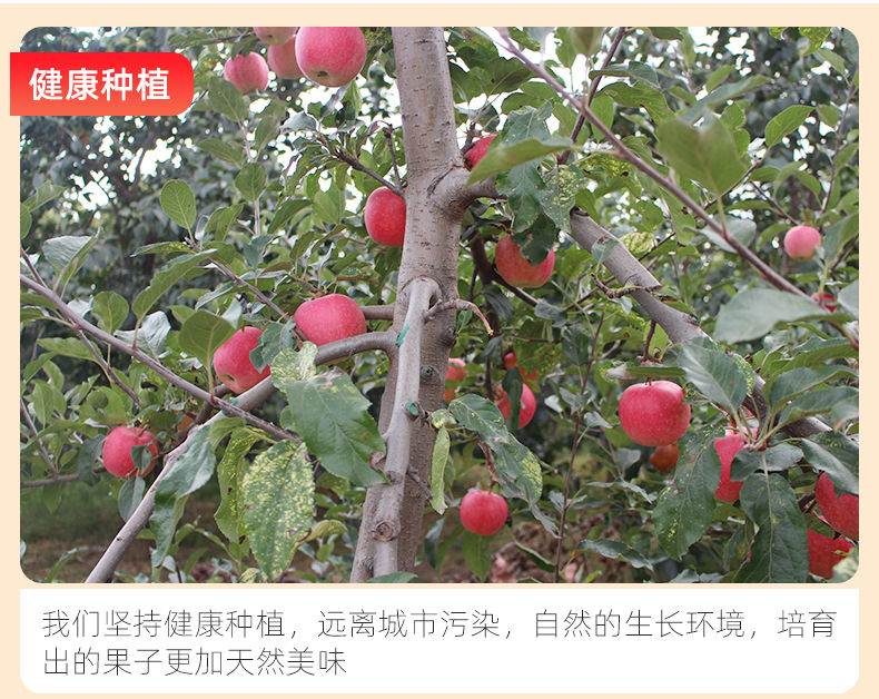 正宗洛川苹果红富士脆甜不打蜡水果新鲜当季现摘10/5/3斤整箱批发
