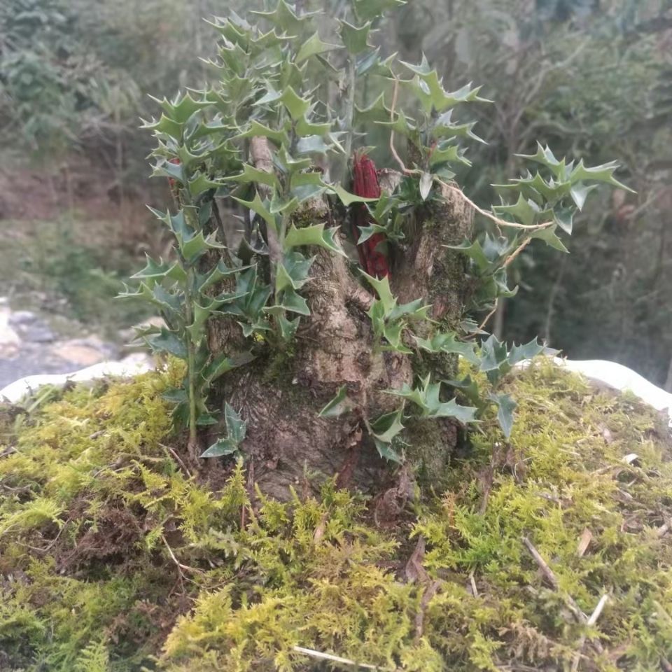 枸骨老桩熟桩刺枸骨猫儿刺老鼠刺庭院四季常绿盆栽