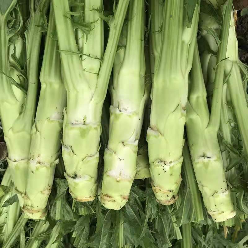 云南新鲜菜苔棒棒菜青菜青芥菜生棒菜蔬菜脑壳菜菜头