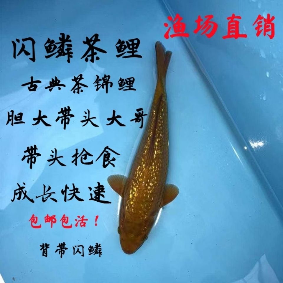 闪鳞茶鲤银鳞茶鲤芥子茶鲤大型观赏锦鲤稀有血统锦鲤活鱼观赏鱼【1月