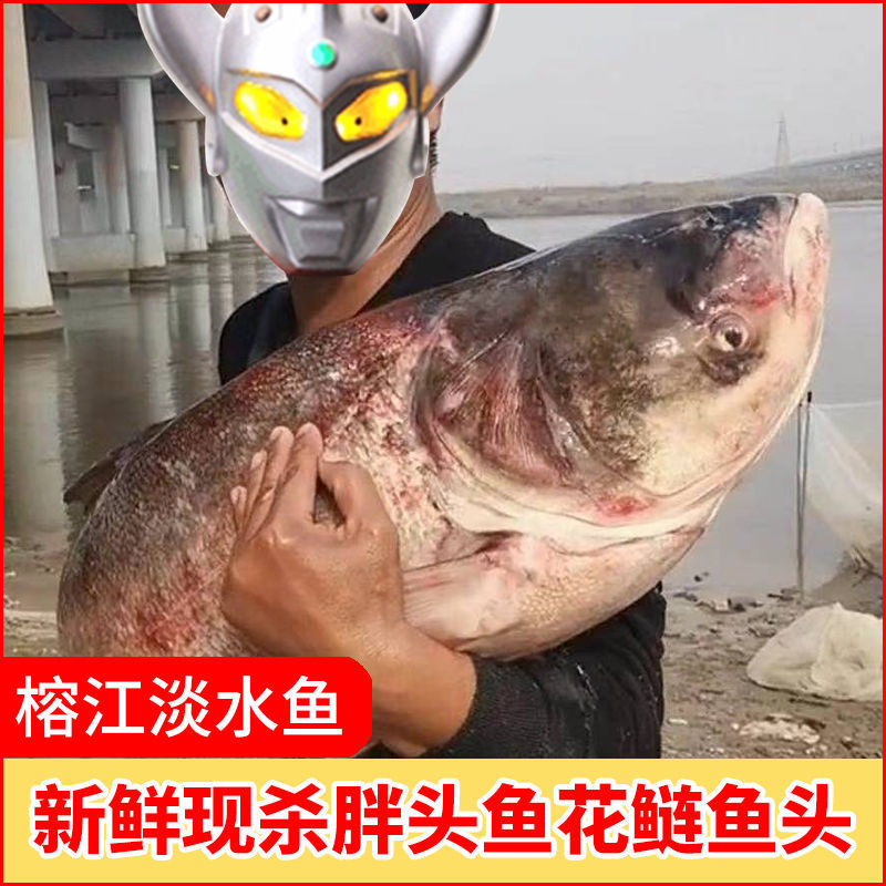 野生榕江淡水鱼胖头鱼新鲜冻活鲢鱼现杀白鲢鱼大鱼头剁椒红烧炖汤