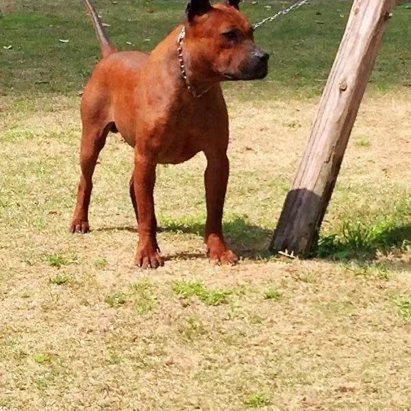 川东猎犬幼犬活体中型猛犬邻水狗狩猎犬宠物狗狗看家护卫混血幼崽【3